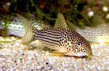Corydoras sp. C65